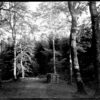 Niedźwiecki - Polska 208